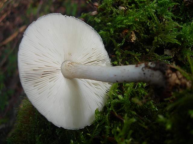 Funghi trasformisti , necrofili e sterili